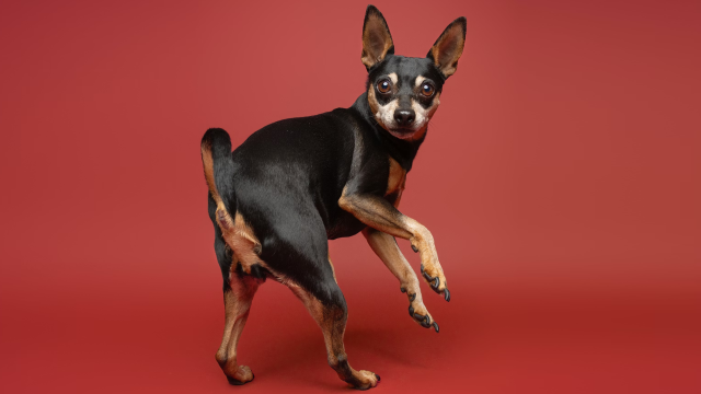 Жители Европы железного века регулярно включали в рацион собачье мясо: новое исследование