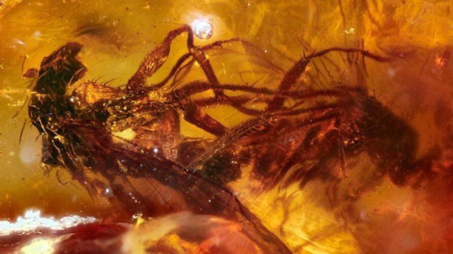 Любовь на 40 млн лет: в янтаре нашли пару древних спаривавшихся мух