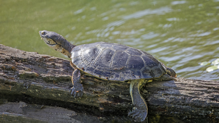 Как неандертальцы превратили панцири черепах в посуду и орудия труда